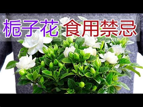 梔子花 功效|梔子花